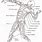 Anatomy Muscle Coloring Pages