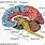 Anatomy of Brain Diagram