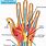 Anatomy of Hands and Fingers