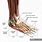 Anatomy of Human Foot