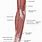 Anatomy of the Forearm Muscles