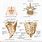 Anatomy of the Lumbar Spine