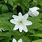 Anemone Nemorosa