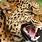Angry Jaguar Animal