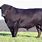Angus Cattle Breed