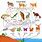 Animal Food Web Diagram