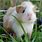 Animal Guinea Pig Baby