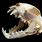 Animal Teeth Skull