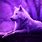 Animals Purple Wolf