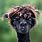 Animals with Bad Hair Days