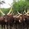 Ankole Cows in Uganda