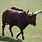 Ankole Longhorn