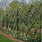 Apple Tree Fence