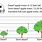 Apple Tree Growth Chart