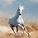 Arabian Horse in Desert