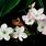 Arbutus Flower