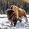 Arctic Bison
