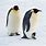 Arctic Penguins
