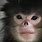 Are Monkeys Endangered