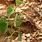 Aristolochia Thibetica