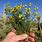 Arizona Invasive Weeds