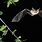 Arizona Pallid Bat