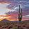 Arizona Sunset Cactus Desert Landscape