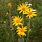 Arnica Montana Flower