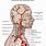 Arteries of Neck