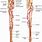 Artery of Lower Limb