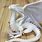 Articulated Dragon 3D Print File