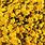 Asthetic Flowers Yellow