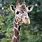 Atlanta Zoo Giraffe