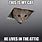Attic Cat Meme