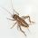 Australian Cricket Insect