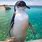 Australian Penguin Island