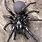 Australian Sydney Funnel Web Spider