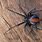 Australian Widow Spider