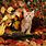 Autumn Cat Animals