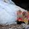 Avian Flu in Chickens