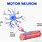 Axon of Motor Neuron