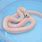 Baby Albino Snake