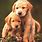 Baby Animals Wallpaper Puppy