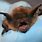 Baby Brown Bat