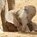 Baby Elephant Sitting