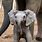 Baby Elephant Smile