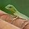 Baby Green Lizard