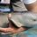 Baby Irrawaddy Dolphin