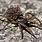 Baby Rabid Wolf Spider