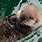 Baby Sea Otters Swimming